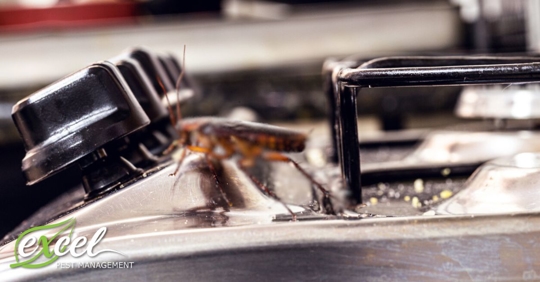 Cockroach pest on gas stove in kitchen