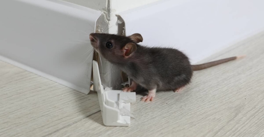 Rat on Floor near Chewed Baseboard Indoors.