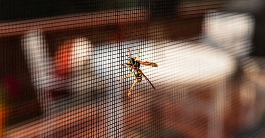 Wasp Clinging to a Window Screen