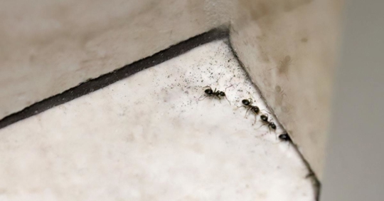 Ants walking on the tiles on the bathroom floor
