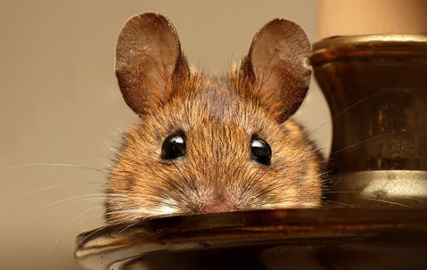 cute mouse up close
