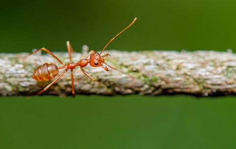 ant on a twig