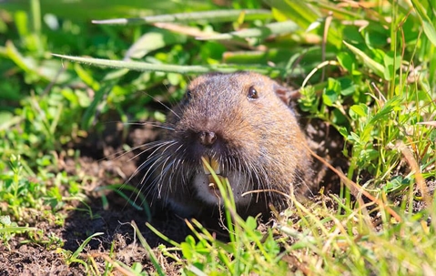 gopher sticking its head out of the ground