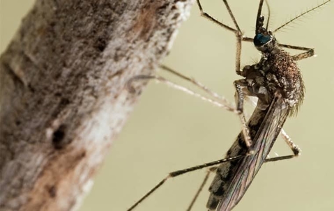 mosquito on a tree branch