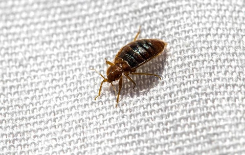 bed bug on fabric