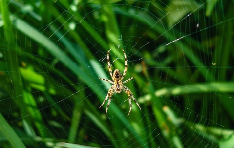 spider in a web