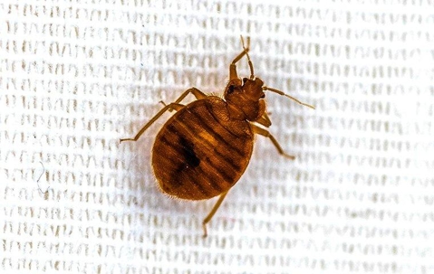 bed bug on fabric