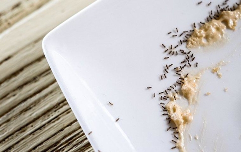 ants on a plate of remaining food crumbs