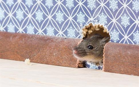 mouse poking its head out of a house's interior wall