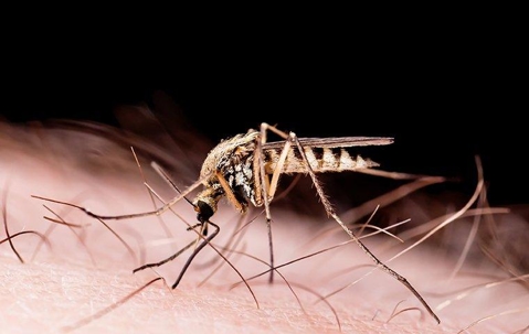 mosquito biting a person's skin