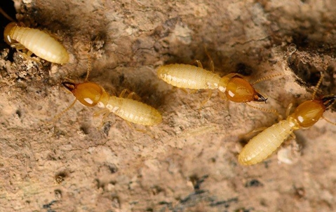 termite larvae