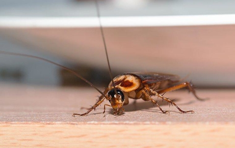 cockroach on kitchen floor