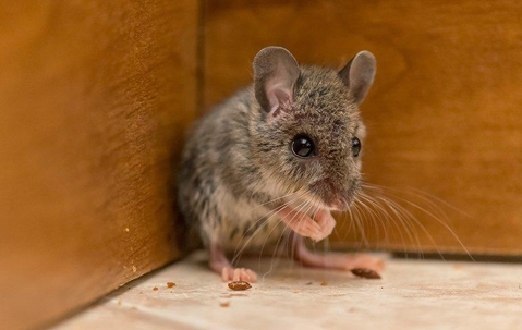 mouse in a corner