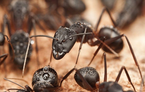 an ant colony up close