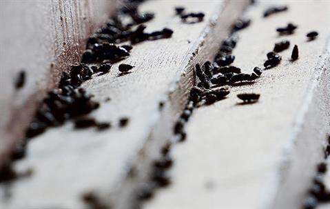 rodent droppings on a window sill