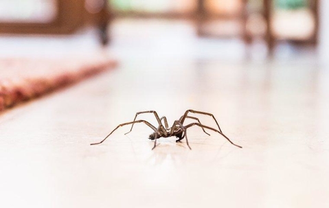 spider walking across a home's floor