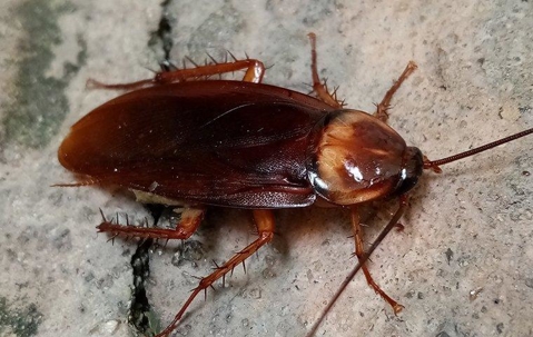 cockroach