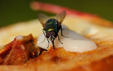 fly on some food