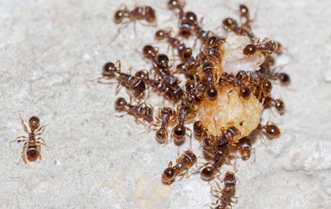 colony of ants
