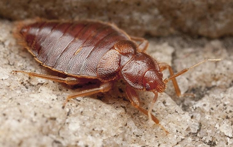 cockroach