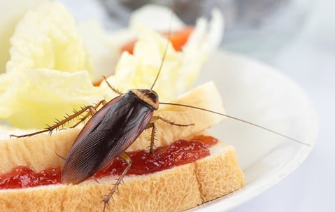 Cockroach crawling over a sandwich