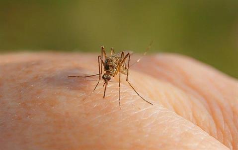 mosquito biting a hand
