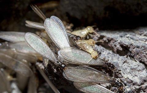 termites with wings