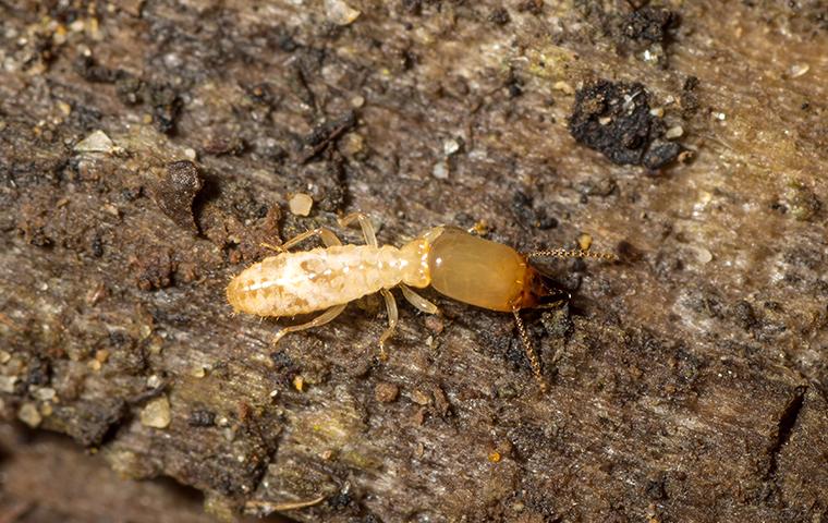 termite on rotten wood