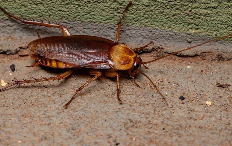 cockroach crawling along baseboard