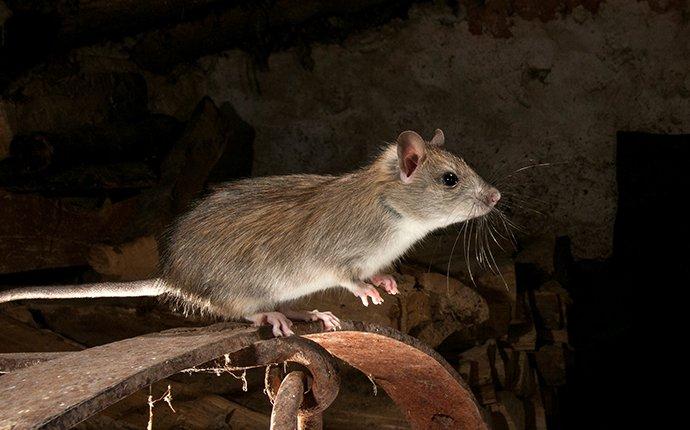 Blog - All The Problems Rodents Bring To Your Los Angeles Area Property
