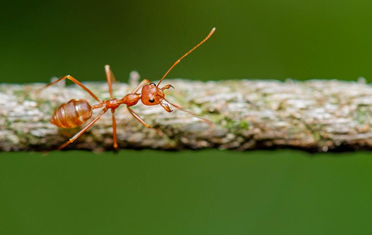 fire ant on stick
