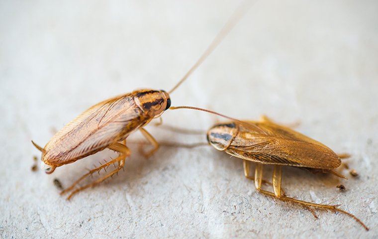 two cockroaches crawling on the kitchen floor