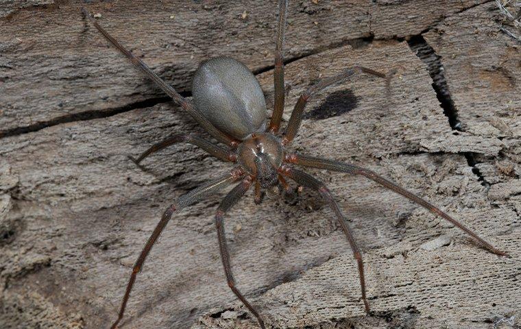 brown recluse on wood
