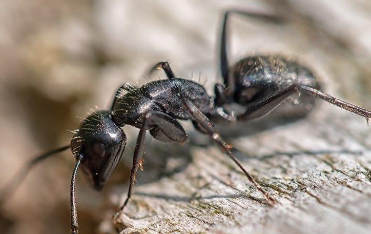 carpenter ant outdoors
