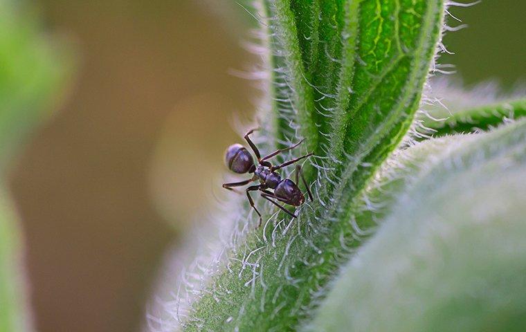 an odorous house ant crawling on the stem of a plant