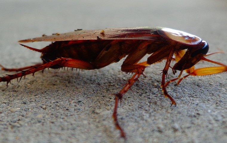 Blog - 9 Effective Cockroach Prevention Tips For Southern California ...