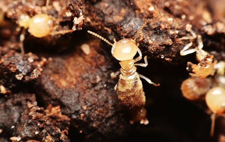 a termite infesttaion in a wooden structure of a home