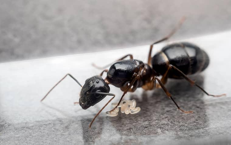 ant on table