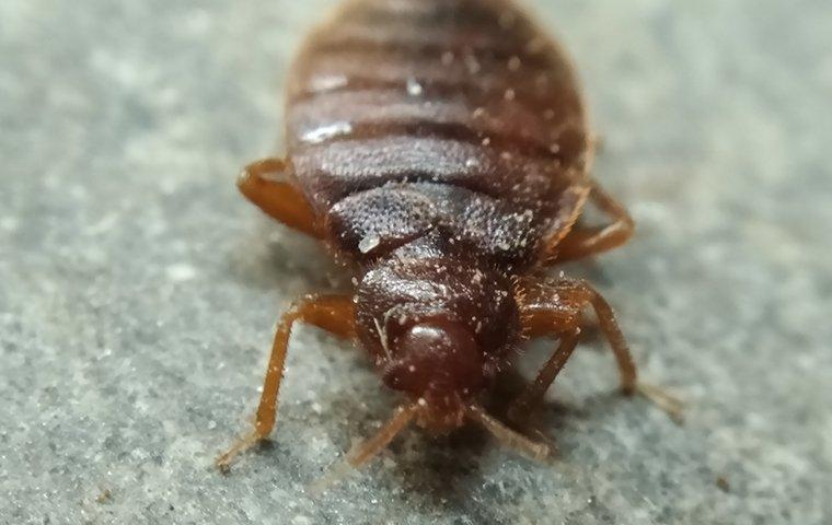 a bed bug infestataion on furniture