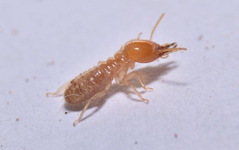 termite on counter top