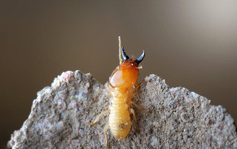 termite crawling on a nest