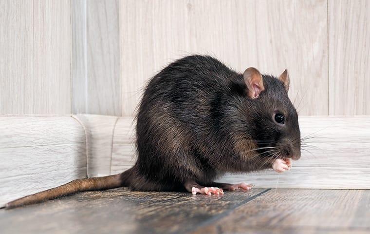 rat in the corner of a home