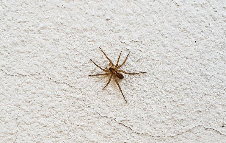 common house spider on a wall