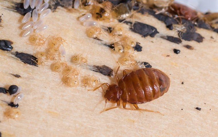 bed bugs and larvae on bed
