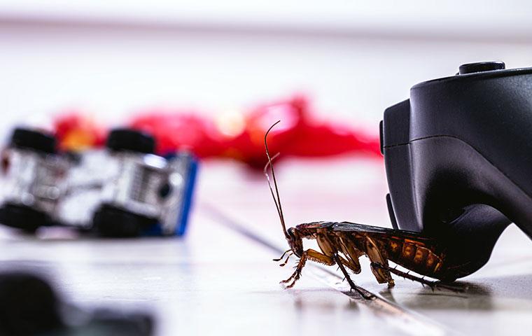 What It Takes To Get Rid Of Roaches In Your Los Angeles Home